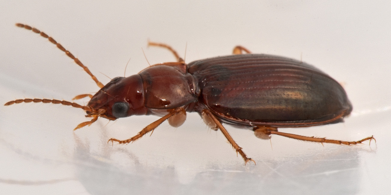 Carabidae: Ocys harpaloides? S, femmina